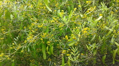 Senna artemisioides coriacea