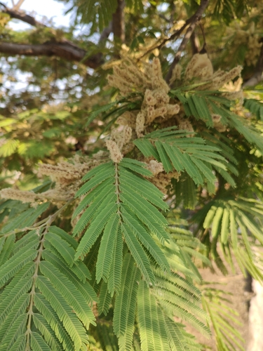 Image of Lysiloma acapulcense by (c) Abraham Sánchez Romero, some rights reserved (CC BY)