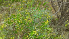 Senna artemisioides coriacea