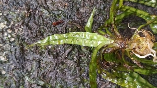 Thurnia sphaerocephala (Thurnia sphaerocephala)