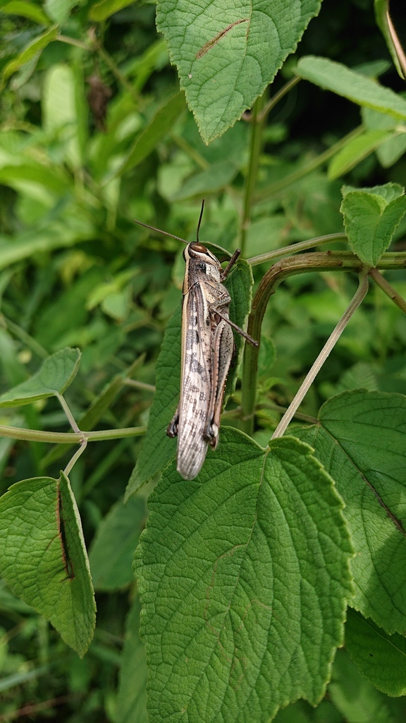 Schistocerca subspurcata