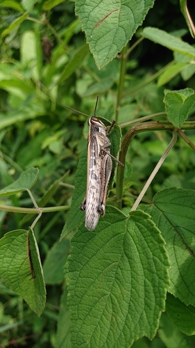 Schistocerca subspurcata
