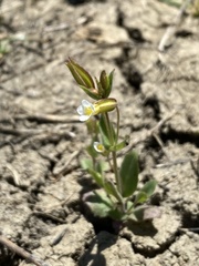 Erythranthe latidens