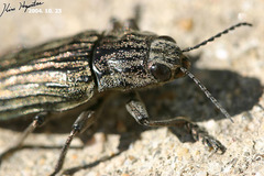 Chalcophora japonica