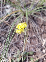 Cymopterus lemmonii
