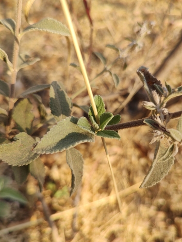 Condea albida, photograph 4