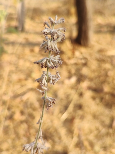 Condea albida, photograph 5