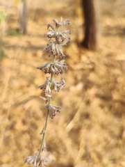 Condea albida, photograph Abraham Sánchez Romero, CC BY, iNaturalist via GBIF