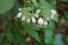 Hydrophyllum virginianum