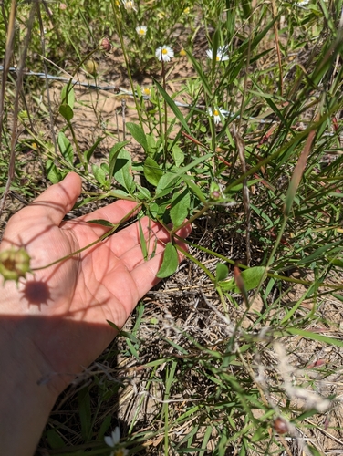 Image of Coreopsis nuecensis by (c) Cleveland Powell, some rights reserved (CC BY)