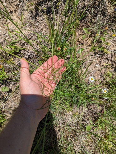 Image of Thelesperma burridgeanum by (c) Cleveland Powell, some rights reserved (CC BY)