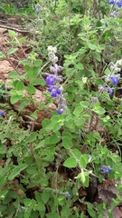 Salvia melissodora