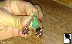 Diactor bilineatus