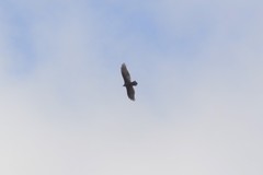 Cathartes aura septentrionalis