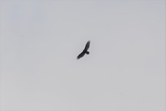 Cathartes aura septentrionalis