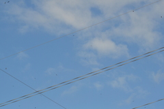 Chordeiles minor minor