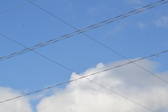 Chordeiles minor minor