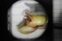 Catasetum roseo-album