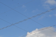 Chordeiles minor minor