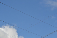 Chordeiles minor minor