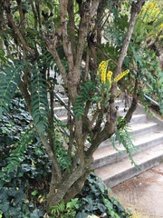 Berberis