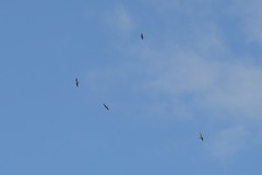 Chordeiles minor minor