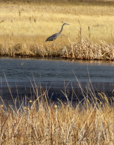 Great Blue Heron photographed in Wyoming