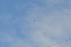 Chordeiles minor minor