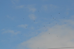 Chordeiles minor minor