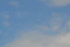 Chordeiles minor minor