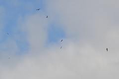 Chordeiles minor minor