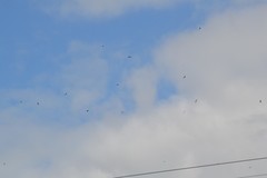 Chordeiles minor minor