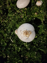 Chlorophyllum molybdites image