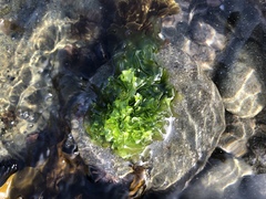 Ulva californica