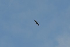 Chordeiles minor minor