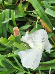 Leucocoprinus fragilissimus image