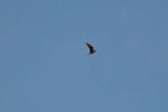 Chordeiles minor minor