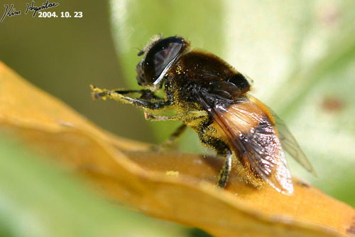 Phytomia zonata