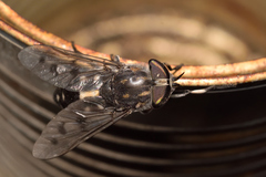 Tabanus trimaculatus