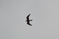 Chordeiles minor minor