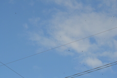 Chordeiles minor minor