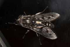 Tabanus trimaculatus