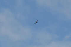 Chordeiles minor minor