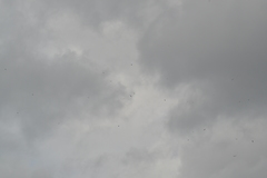 Chordeiles minor minor