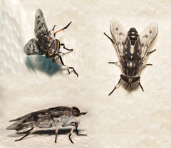 Tabanus trimaculatus