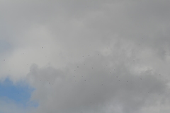 Chordeiles minor minor