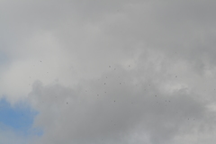 Chordeiles minor minor