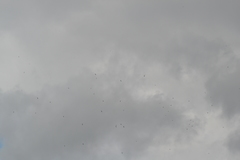 Chordeiles minor minor