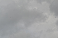 Chordeiles minor minor