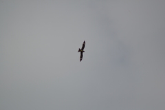 Chordeiles minor minor